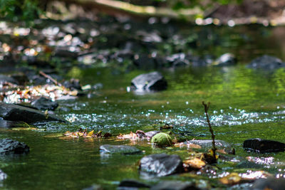 Scenic view of stream in lake