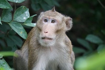 Portrait of monkey