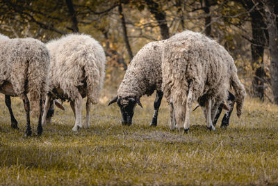 A flock of sheep near the small village of varshilo in the strandzha mountains.
