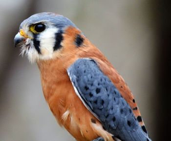 Side view of kestrel