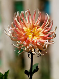 Close-up of flower blooming outdoors