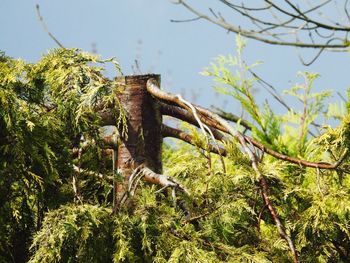 Close-up of lizard on tree against sky