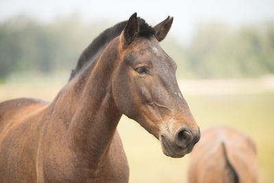 Close-up of horse