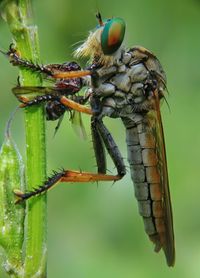 Close-up of insect on plant