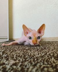 Portrait of cat relaxing on rug at home