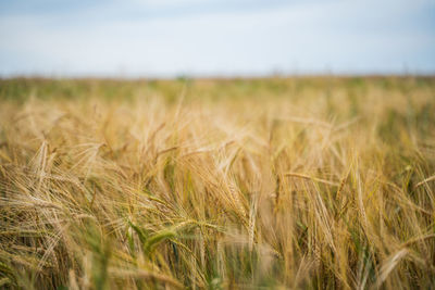 Close-up of wheat field