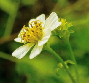 Close-up of white flowers