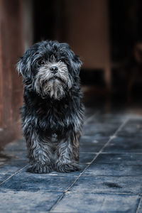 Shih tzu dog