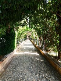 Walkway amidst trees