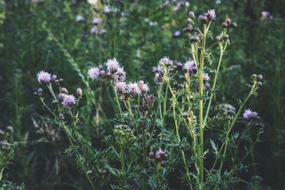 Close-up of purple flowering plants on field