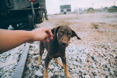 Person hand with dog