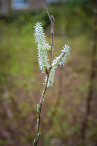 Close-up of flowering plant on field