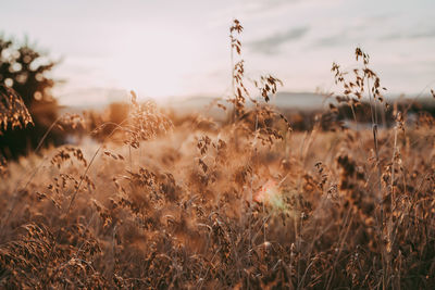 A field of ripe oats in the rays of the setting summer sun. harvesting. farming