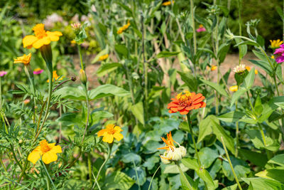 Close-up of flowering plants