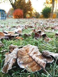 Close-up of dry leaves on field