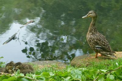 Bird perching on a lake