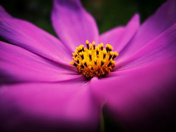 Close-up of pink flower