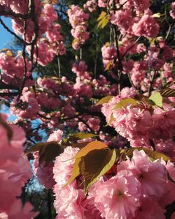 Pink flowers blooming on tree