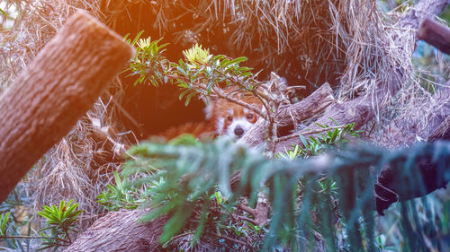 Red panda in nature background