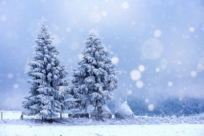 Snow covered pine trees against sky