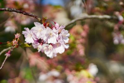 Close-up of cherry blossoms in spring
