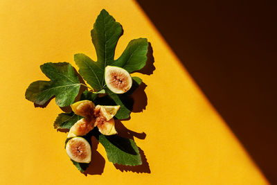 Close-up of plant growing on table