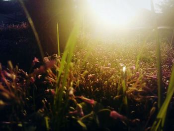 Plants at night