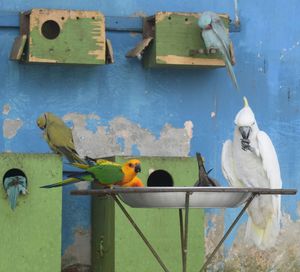 Close-up of parrot perching on blue wall