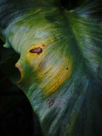 Close-up of a flower