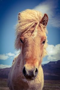 Close-up portrait of a horse