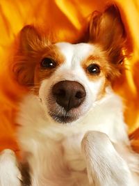 Close-up portrait of a dog