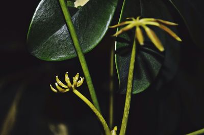 Close-up of plant