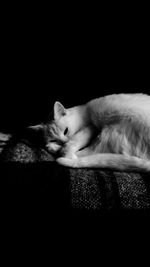 Close-up of cat sleeping against black background