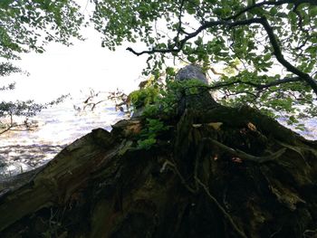 Low angle view of bird perching on tree in forest