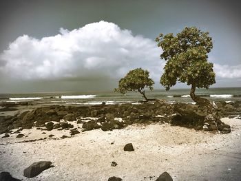 Trees on beach against sky