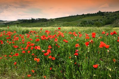 Red poppy flowers on field against sky