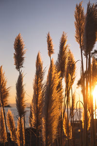 Close-up of stalks against clear sky at sunset