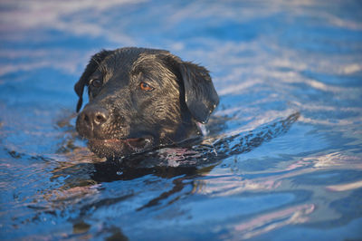 Dog swimming in a water