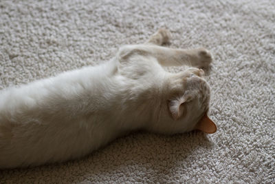 Close-up of cat sleeping on rug
