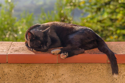 Cat sleeping on retaining wall