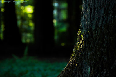 Close-up of moss on tree trunk