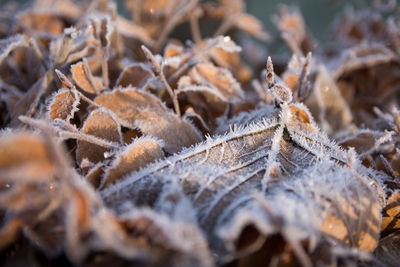 Close-up of dried leaves on frozen plant during winter