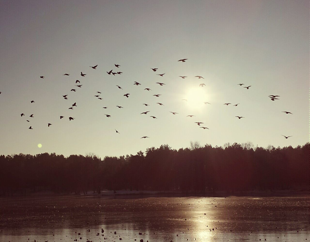 bird, flying, animal themes, animals in the wild, flock of birds, wildlife, water, silhouette, sky, nature, scenics, medium group of animals, beauty in nature, tranquil scene, lake, sunset, mid-air, tranquility, tree