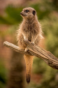 Meerkat on guard