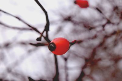 Close-up of red berries on snow