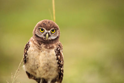 Baby burrowing owl athene cunicularia perched outside its burrow on marco island, florida