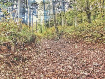 Pine trees in forest