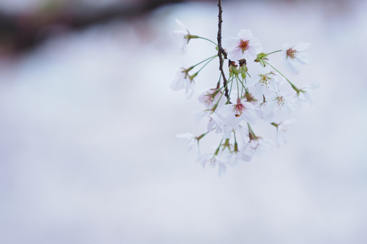 flower, nature, growth, beauty in nature, fragility, springtime, freshness, branch, close-up, tree, no people, blossom, outdoors, twig, day, sky, plum blossom, flower head