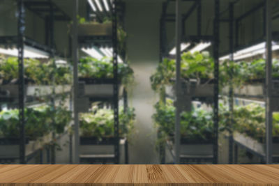 View of potted plants on wooden floor