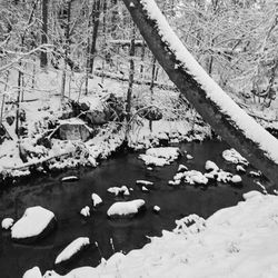 High angle view of fishes swimming in snow